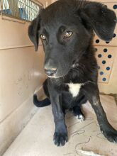 COSTA, Hund, Mischlingshund in Griechenland - Bild 15