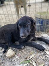 COSTA, Hund, Mischlingshund in Griechenland - Bild 16