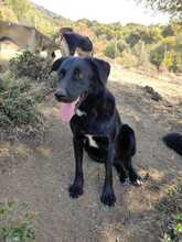 COSTA, Hund, Mischlingshund in Griechenland - Bild 2