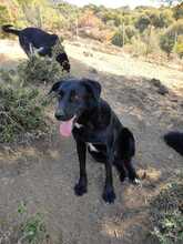 COSTA, Hund, Mischlingshund in Griechenland - Bild 3