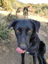 COSTA, Hund, Mischlingshund in Griechenland - Bild 5