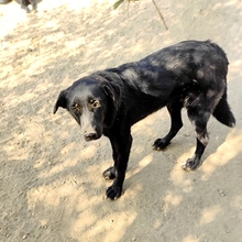 COSTA, Hund, Mischlingshund in Griechenland - Bild 7