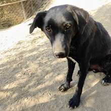 COSTA, Hund, Mischlingshund in Griechenland - Bild 8