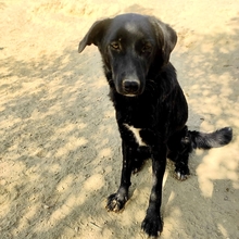 COSTA, Hund, Mischlingshund in Griechenland - Bild 9