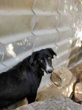 MARINOS, Hund, Mischlingshund in Griechenland - Bild 12