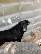 MARINOS, Hund, Mischlingshund in Griechenland - Bild 15