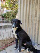 MARINOS, Hund, Mischlingshund in Griechenland - Bild 16