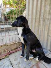 MARINOS, Hund, Mischlingshund in Griechenland - Bild 17