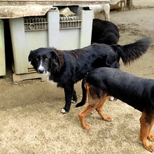 MARINOS, Hund, Mischlingshund in Griechenland - Bild 2