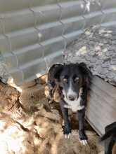 MARINOS, Hund, Mischlingshund in Griechenland - Bild 9