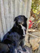 NEGRO, Hund, Mischlingshund in Griechenland - Bild 10