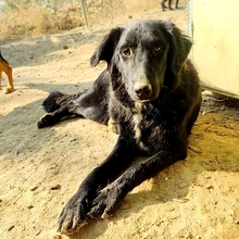 NEGRO, Hund, Mischlingshund in Griechenland - Bild 15