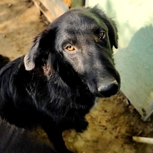 NEGRO, Hund, Mischlingshund in Griechenland - Bild 16