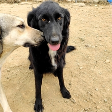 NEGRO, Hund, Mischlingshund in Griechenland - Bild 4