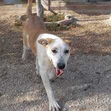 HELENA, Hund, Mischlingshund in Spanien - Bild 1