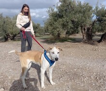 HELENA, Hund, Mischlingshund in Spanien - Bild 10