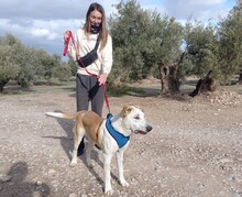 HELENA, Hund, Mischlingshund in Spanien - Bild 11