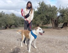 HELENA, Hund, Mischlingshund in Spanien - Bild 12