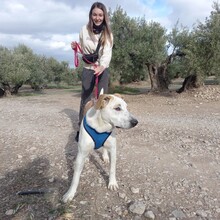 HELENA, Hund, Mischlingshund in Spanien - Bild 13