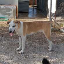 HELENA, Hund, Mischlingshund in Spanien - Bild 2