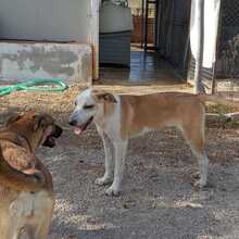 HELENA, Hund, Mischlingshund in Spanien - Bild 3