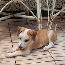 HELENA, Hund, Mischlingshund in Spanien - Bild 5