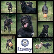 LOOMY, Hund, Mischlingshund in Mönchengladbach - Bild 1