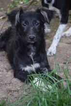 ATLAS, Hund, Mischlingshund in Bulgarien - Bild 1
