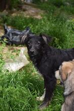 ATLAS, Hund, Mischlingshund in Bulgarien - Bild 2