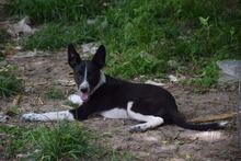 ALFIE, Hund, Mischlingshund in Bulgarien - Bild 1