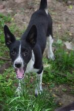ALFIE, Hund, Mischlingshund in Bulgarien - Bild 2