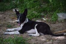 ALFIE, Hund, Mischlingshund in Bulgarien - Bild 3