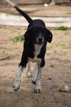 BULI, Hund, Mischlingshund in Bulgarien - Bild 3