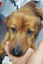 RILLEY, Hund, Mischlingshund in Rumänien