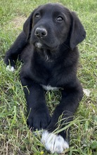 STELLA, Hund, Mischlingshund in Griechenland - Bild 10