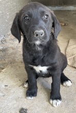 STELLA, Hund, Mischlingshund in Griechenland - Bild 2