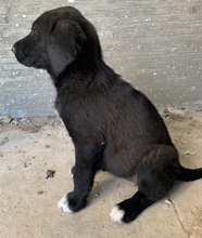 STELLA, Hund, Mischlingshund in Griechenland - Bild 4
