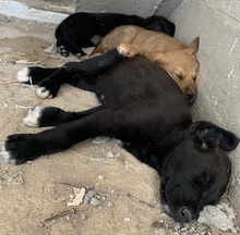 STELLA, Hund, Mischlingshund in Griechenland - Bild 6