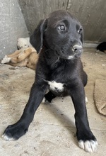 STELLA, Hund, Mischlingshund in Griechenland - Bild 7