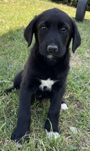 STELLA, Hund, Mischlingshund in Griechenland - Bild 8