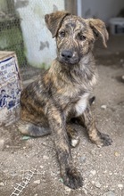 BEN, Hund, Mischlingshund in Griechenland - Bild 2