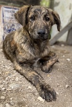 BEN, Hund, Mischlingshund in Griechenland - Bild 3