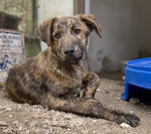 BEN, Hund, Mischlingshund in Griechenland - Bild 4