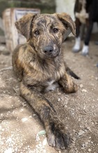 BEN, Hund, Mischlingshund in Griechenland - Bild 6