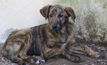 BEN, Hund, Mischlingshund in Griechenland - Bild 7