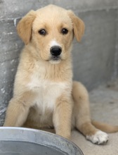 DUPLO, Hund, Mischlingshund in Griechenland - Bild 2