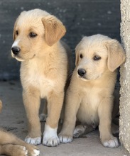 DUPLO, Hund, Mischlingshund in Griechenland - Bild 5