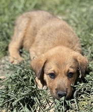 VITUS, Hund, Mischlingshund in Griechenland - Bild 11