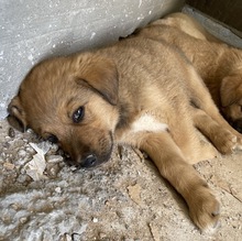 VITUS, Hund, Mischlingshund in Griechenland - Bild 3