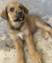VITUS, Hund, Mischlingshund in Griechenland - Bild 6